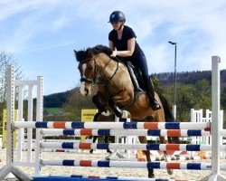 broodmare Dabidu pur Emotion (German Riding Pony, 2015, from Dankeschön)