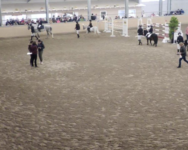 Reitturnier Waghäusel-Wiesental 2024