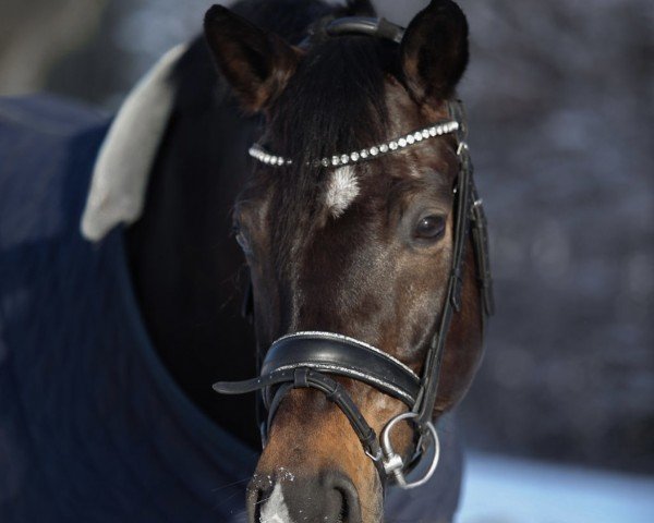 horse Diamond Max (Oldenburg, 2014, from Diamond Hit)