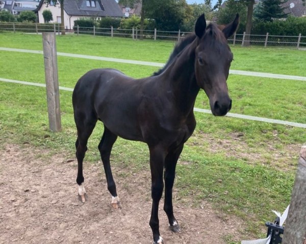 horse Fürst Monticello (Hanoverian, 2023, from Fynch Hatton)