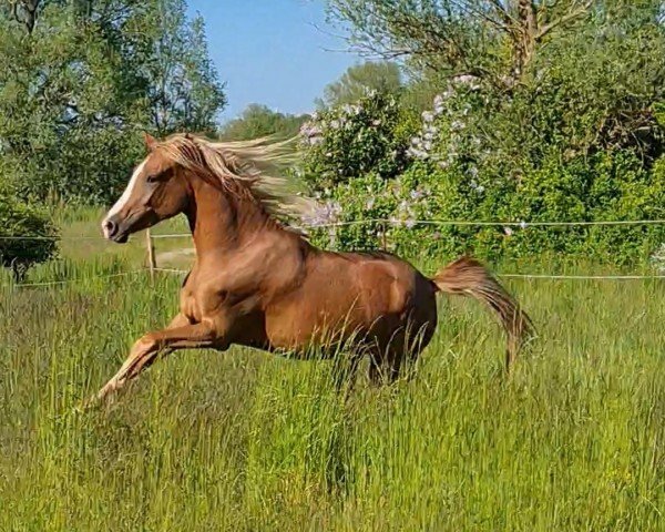 Dressurpferd Dia Vita (Deutsches Reitpony, 2019, von Dating AT NRW)