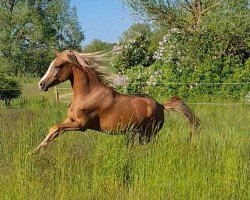 Dressurpferd Dia Vita (Deutsches Reitpony, 2019, von Dating AT NRW)