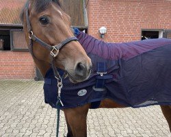 Springpferd Heidmoor (Holsteiner, 2015, von Quiran)