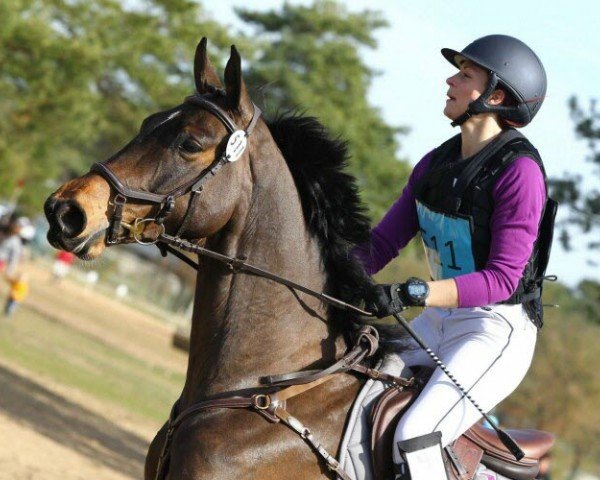 horse Craky de l'Oiseliere (Selle Français, 2012, from Canturo)