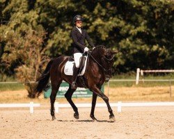 Dressurpferd Nyx is the new black (Belgium Sporthorse, 2019, von First- Step Valentin)