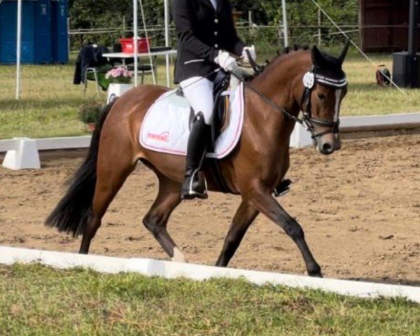jumper Quaterbacks little Lady S (German Riding Pony, 2019, from Quaterback's Junior)