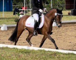 jumper Quaterbacks little Lady S (German Riding Pony, 2019, from Quaterback's Junior)
