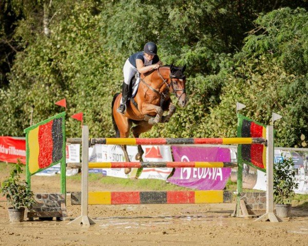 jumper Emil M 2 (Oldenburg show jumper, 2015, from Eldorado van de Zeshoek)