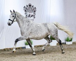Zuchtstute Clasa (Westfale, 2010, von Classe VDL)