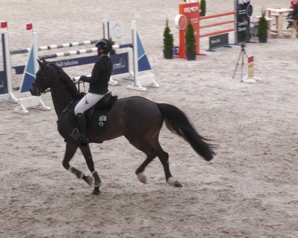 Reitturnier Aachen 2024