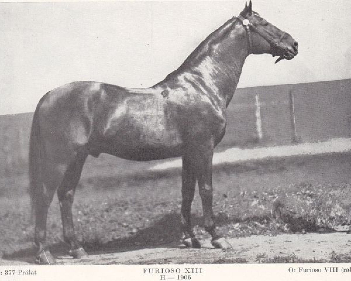 stallion Furioso XIII (Furioso, 1906, from Furioso VIII)