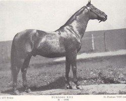 stallion Furioso XIII (Furioso, 1906, from Furioso VIII)