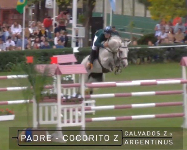 horse Cocorito Z (Zangersheide riding horse, 2008, from Calvados)