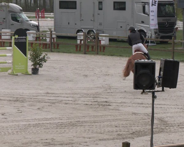 Reitturnier Westergellersen 2024