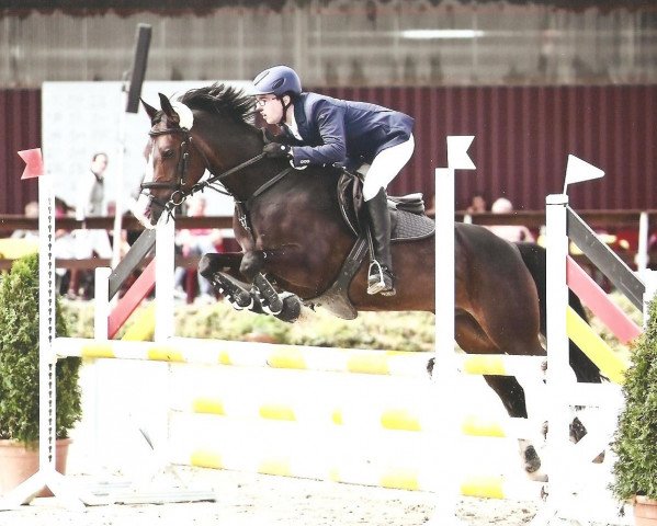 jumper Noah (German Riding Pony, 2005, from Night-Power)