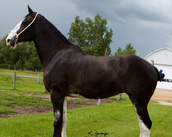 broodmare Willow Way Oriel (Clydesdale, 2014, from Deighton Zoom)