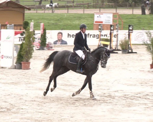 Reitturnier Westergellersen 2024