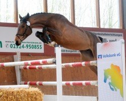 Fattrice Chacolada N (Oldenburger Cavallo da salto, 2020, di Chacoon Blue)