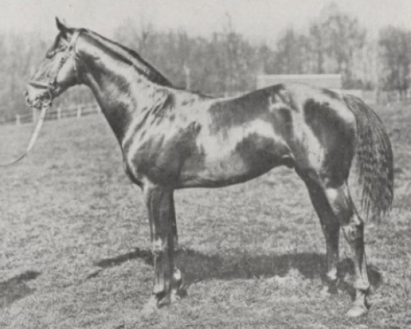 Deckhengst Prince Chimay xx (Englisches Vollblut, 1915, von Chaucer xx) Deckhengst Prince Chimay xx (Englisches Vollblut, 1915, von Chaucer xx)