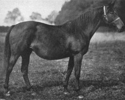 broodmare Orlet xx (Thoroughbred, 1891, from Bend Or xx)