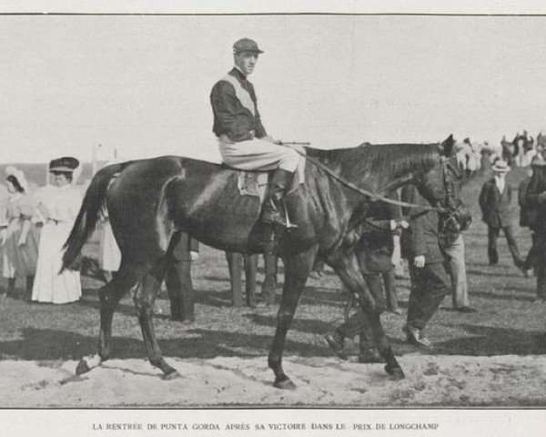 broodmare Punta Gorda xx (Thoroughbred, 1902, from Le Capricorne xx)