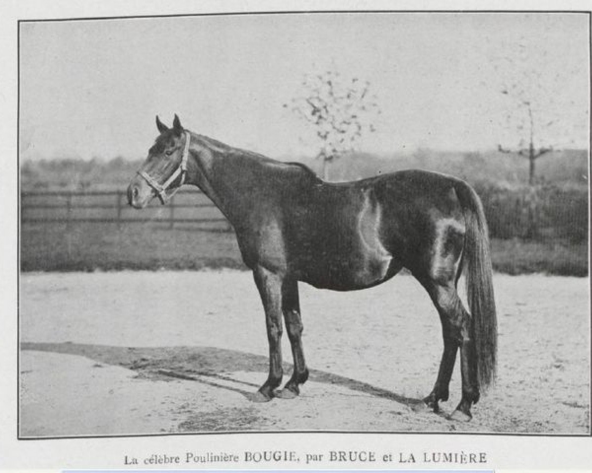 Zuchtstute Bougie xx (Englisches Vollblut, 1887, von Bruce xx)