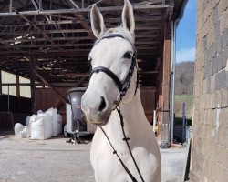 jumper Buena Vista 9 (Hanoverian, 2013, from Bonaparte N AA)