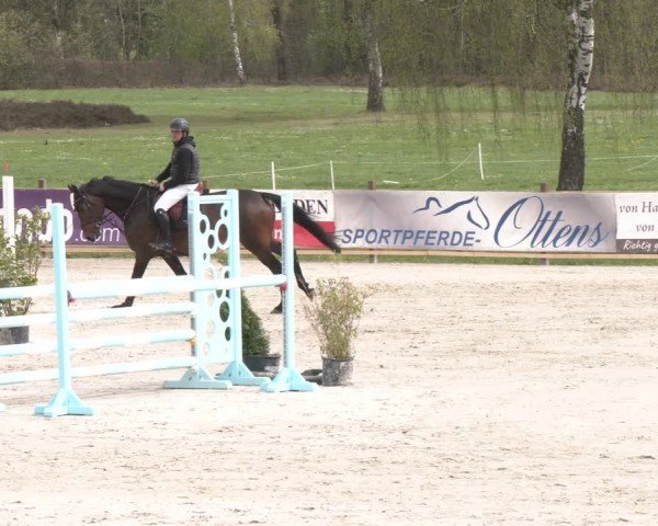 Reitturnier Westergellersen 2024