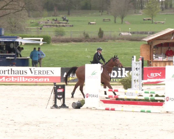 Reitturnier Westergellersen 2024