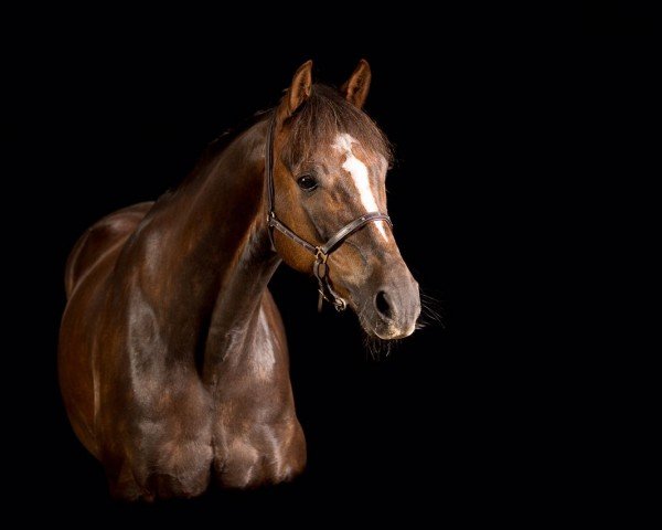 dressage horse Comet 205 (German Riding Pony, 2004, from Contus)