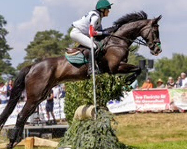 jumper Polly Blue Eyes (German Warmblood, 2008, from Concinales xx)