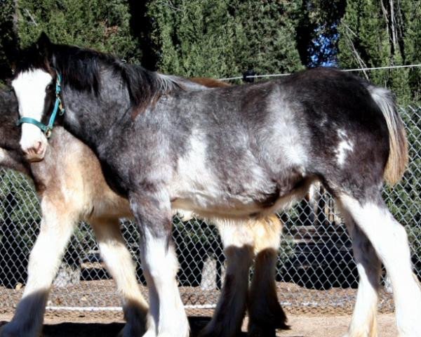 horse Willow Way Pepper (Clydesdale, 2015, from Tartan Macleod)