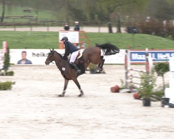 Reitturnier Westergellersen 2024