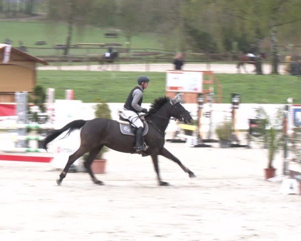 Reitturnier Westergellersen 2024