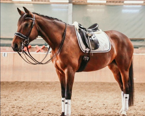 Dressurpferd Silia 6 (Oldenburger, 2007, von Sunny-Boy)