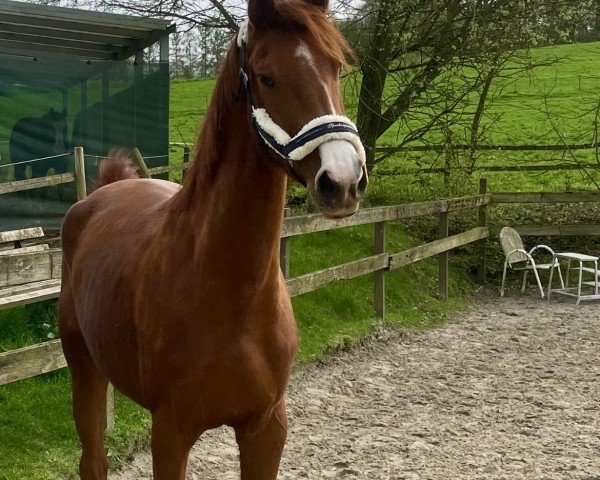 Pferd Calegari (Westfale, 2020, von Cupmo)