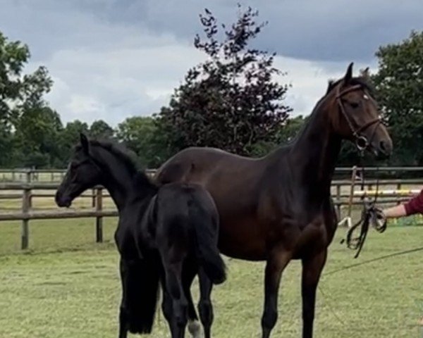 broodmare Ida K (Holsteiner, 2016, from Contendro II)