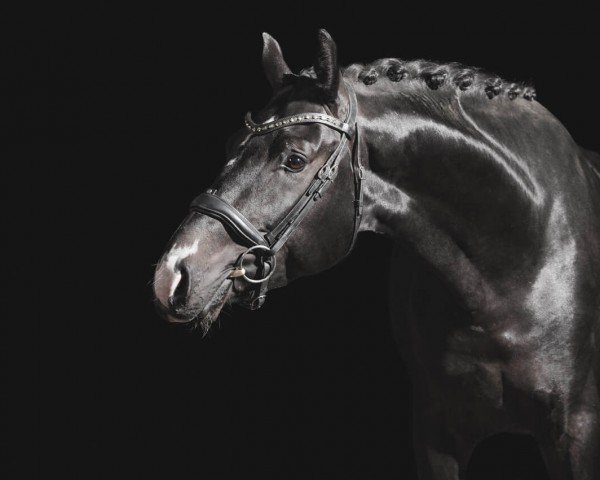 stallion Dicasso de Malleret (Hanoverian, 2021, from Danciano)