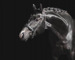 stallion Dicasso de Malleret (Hanoverian, 2021, from Danciano)