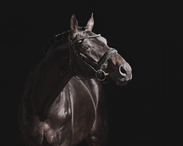 Deckhengst Royal de Malleret (Oldenburger, 2019, von Rubin Royal OLD) Deckhengst Royal de Malleret (Oldenburger, 2019, von Rubin Royal OLD)