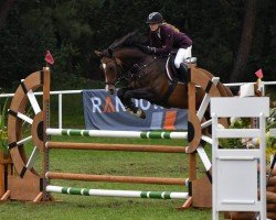 jumper Conchita 114 (Oldenburg, 2009, from Contendro I)