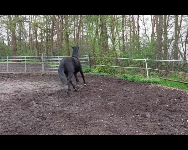 Video of Ewilson