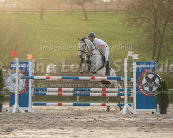 jumper Coole Socke 7 (German Sport Horse, 2016, from Cerousi)