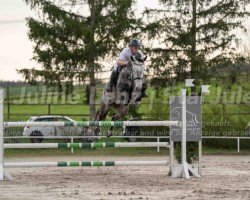 jumper Chaccomo 20 (Oldenburg show jumper, 2018, from Chacoon Blue)