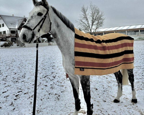 jumper Cooper Blue 2 (German Sport Horse, 2019, from Cachacco Blue)