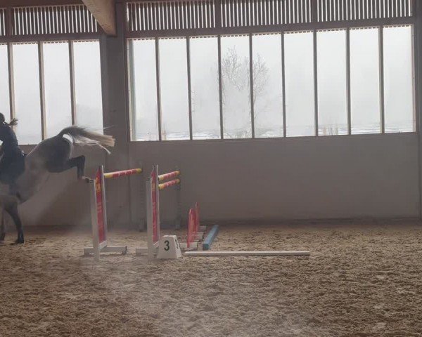 Video of Cooper Blue 2