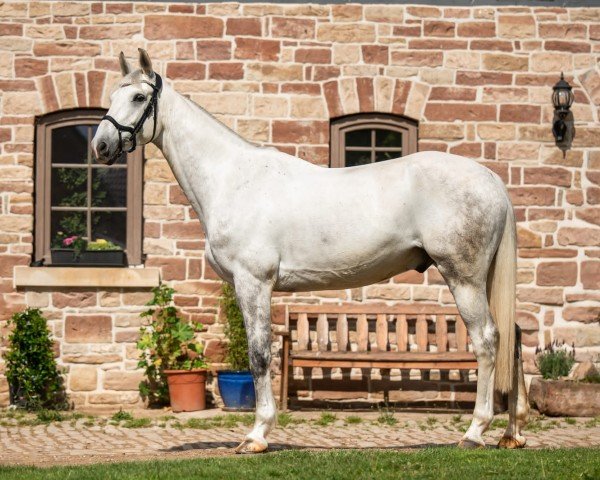 dressage horse Catch Me If You Can 39 (German Sport Horse, 2012, from Conturio) dressage horse Catch Me If You Can 39 (German Sport Horse, 2012, from Conturio)