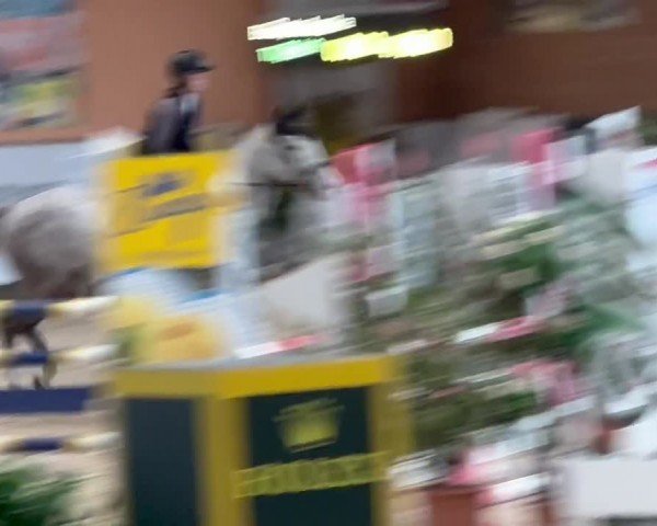 Video of Cooper Blue 2