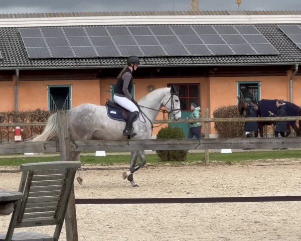 Video of Cooper Blue 2
