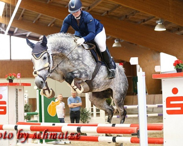 Zuchtstute Farah Bonita (Deutsches Sportpferd, 2014, von Ciaco's Son S)